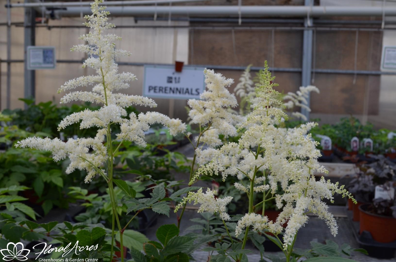 Astilbe Arendsii Bridal Veil White Floral Acres